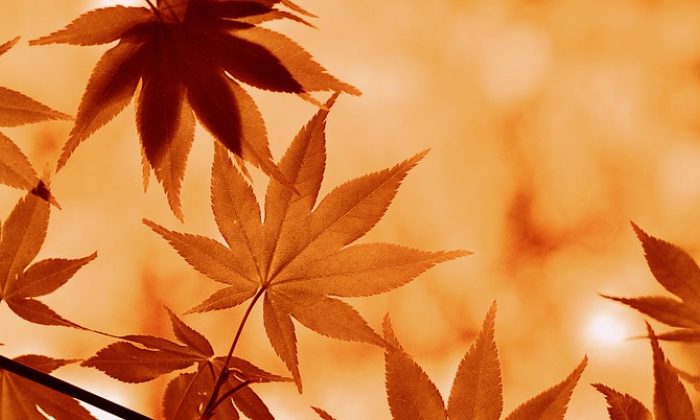 网球公开赛观众席座无虚席，球迷举着助威横幅气氛热烈
